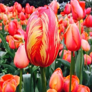 Meet your Posher, Susan